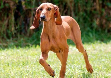 Guides Chien courant italien