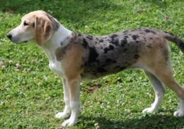 Guides Chien courant norvégien