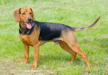 Guides Chien courant serbe