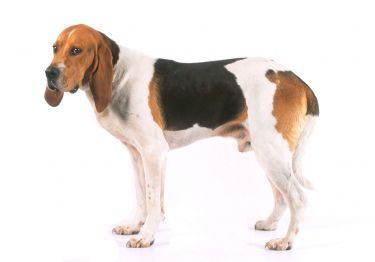 Guides Chien d’Artois