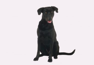 Guides Chien de berger de Majorque