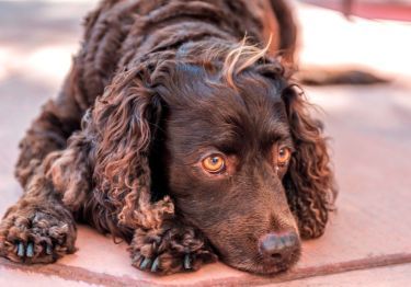 Guides Chien d'eau américain