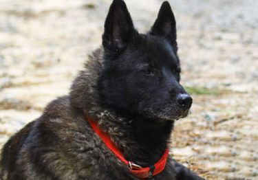 Guides Chien d’Élan Norvégien Noir