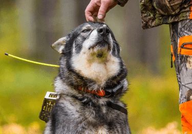 Guides Chien d’élan suédois