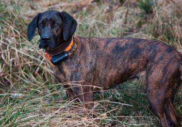 Guides Chien rouge de Hanovre