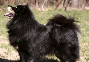 Guides Chien suédois de Laponie