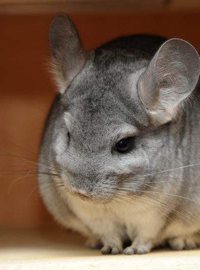 Guides Chinchilla
