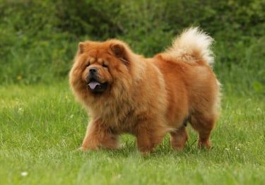 Guides Chow Chow