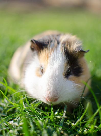 Guides Cochon d’Inde