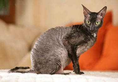 Guides Cornish Rex