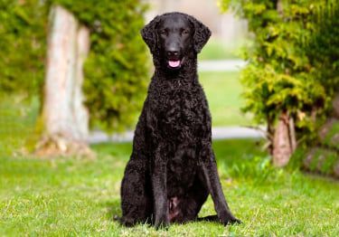 Guides Curly Coated Retriever