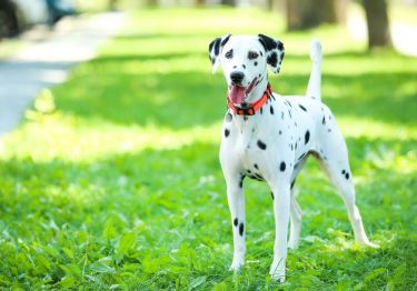 Guides Dalmatien