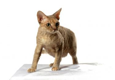 Guides Devon Rex