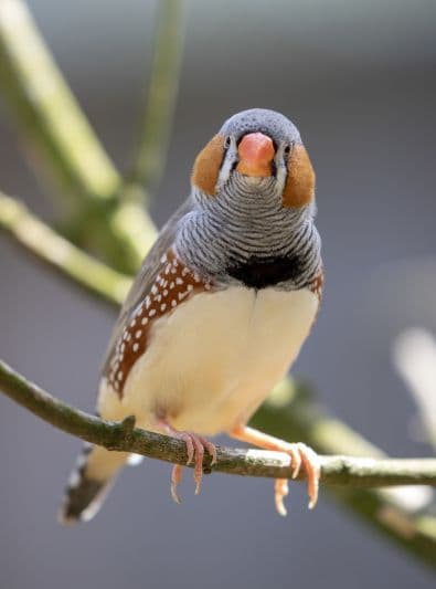 Guides Diamant mandarin