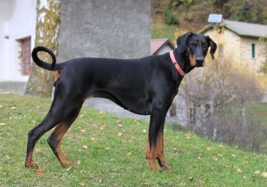 Guides Dobermann