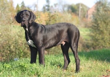 Guides Dogue Allemand