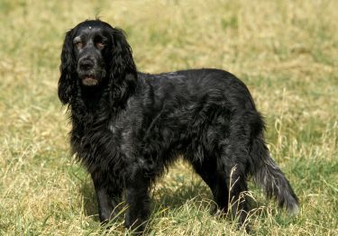 Guides Epagneul Bleu de Picardie
