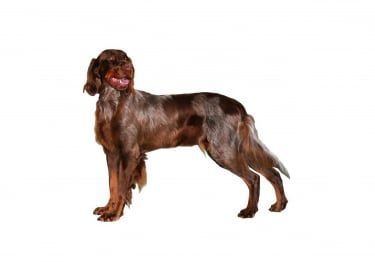 Guides Epagneul Picard