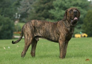 Guides Fila Brasileiro