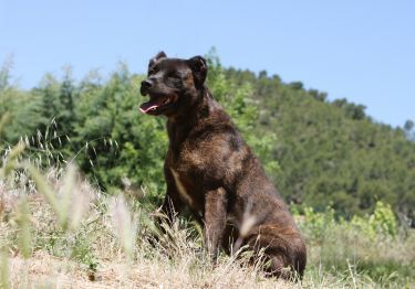 Guides Fila de Sao Miguel