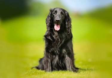 Guides Flat-Coated Retriever
