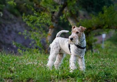 Guides Fox Terrier
