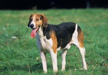Guides Foxhound anglais