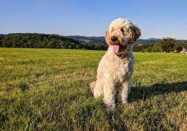 Guides Goldendoodle