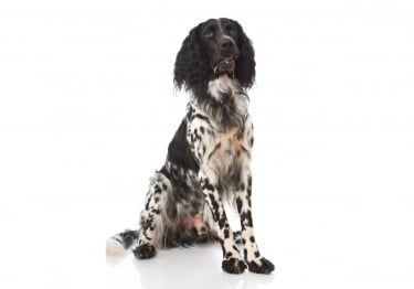 Guides Grand Épagneul de Münster