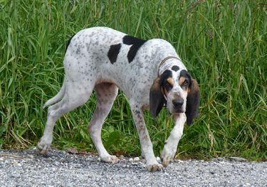 Guides Grand Gascon saintongeois