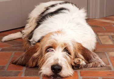 Guides Grand Griffon Vendéen