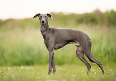 Guides Greyhound
