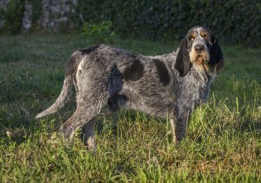 Guides Griffon Bleu de Gascogne