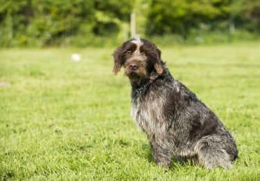 Guides Griffon Korthals