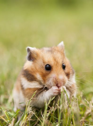 Guides Hamster