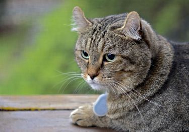 Guides Highland Lynx