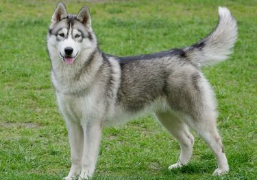 Guides Husky Sibérien