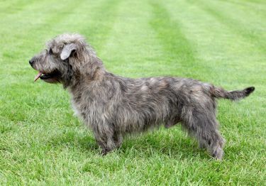 Guides Irish Glen of Imaal Terrier