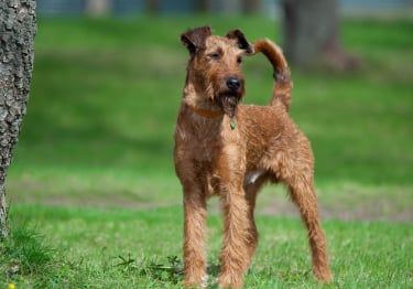 Guides Irish Terrier