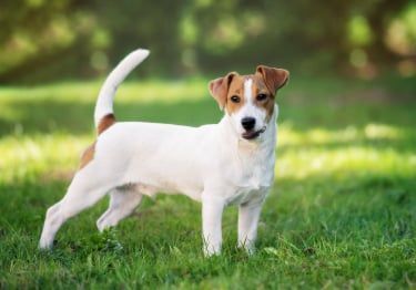 Guides Jack Russell Terrier