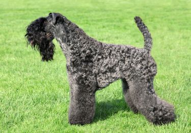 Guides Kerry Blue Terrier