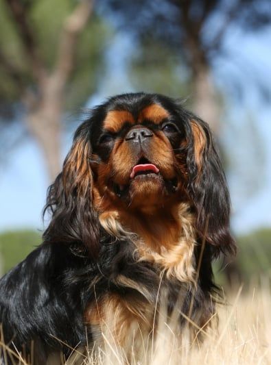 Guides King Charles Spaniel