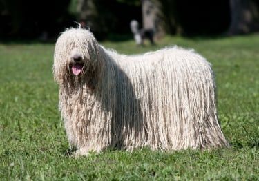 Guides Komondor