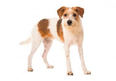 Guides Kromfohrländer