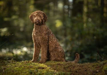 Guides Labradoodle