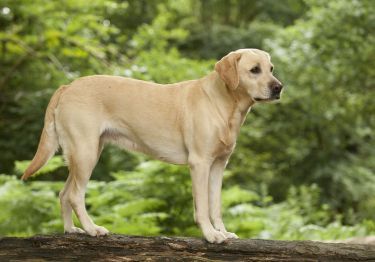 Guides Labrador Retriever