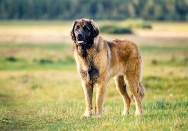 Guides Leonberger