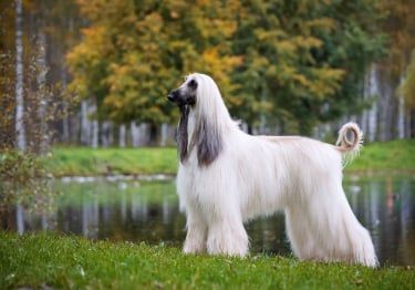 Guides Lévrier Afghan