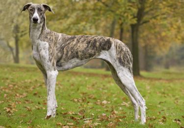 Guides Lévrier Hongrois