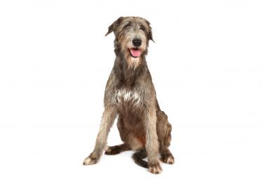 Guides Lévrier Irlandais